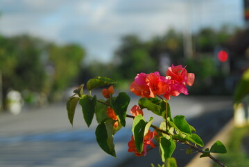 Beautiful field meadow flowers chamomile, blue wild peas in morning against blue sky with clouds, nature landscape, close-up macro. Wide format, copy space. Delightful pastoral airy artistic image.
