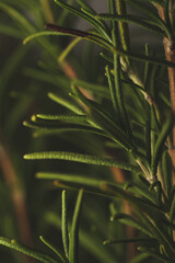 Macro close up portrait of rosemary plant leave , studio lighting, selective focus