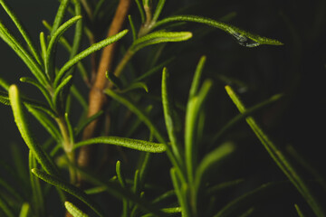 Macro close up portrait of rosemary plant leave , studio lighting, selective focus