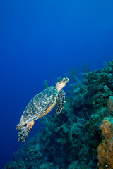 Obraz premium Hawksbill Turtle, Little Cayman Island, Cayman Islands, Caribbean
