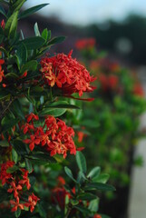 Beautiful field meadow flowers chamomile, blue wild peas in morning against blue sky with clouds, nature landscape, close-up macro. Wide format, copy space. Delightful pastoral airy artistic image.
