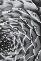 Obraz premium Abstract Macro close up portrait of succulent plant , studio lighting, selective focus