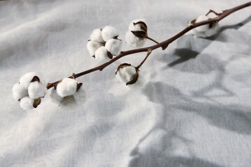 Cotton plant flower isolated