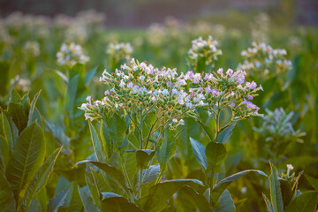 Beautiful tobacco leaf and flowers on sunset sky