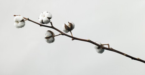 Cotton plant flower isolated