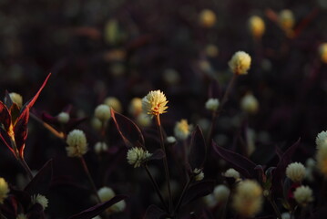 Beautiful field meadow flowers chamomile, blue wild peas in morning against blue sky with clouds, nature landscape, close-up macro. Wide format, copy space. Delightful pastoral airy artistic image.