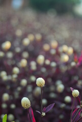 Beautiful field meadow flowers chamomile, blue wild peas in morning against blue sky with clouds, nature landscape, close-up macro. Wide format, copy space. Delightful pastoral airy artistic image.