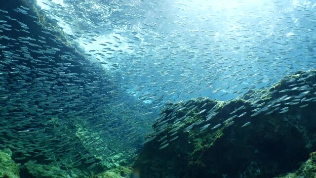 silversides hiding behind secret rocks  under sun shine and beams underwater silverside fish school wavy sea protection ocean scenery
