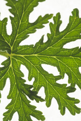 Macro close up portrait of Citronella plant leave , studio lighting, selective focus