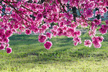 Tabebuia, pink trumpet tree branches with flowers.