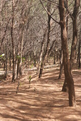 Cemara Sewu Beach is one of the famous tourist attractions in Yogyakarta City