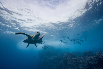 Pacific Sea Turtle, Galapagos Islands, Ecuador