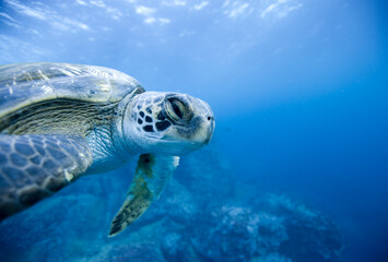 Fototapeta premium Pacific Sea Turtle, Galapagos Islands, Ecuador