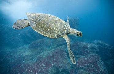 Pacific Sea Turtle, Galapagos Islands, Ecuador