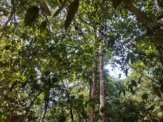 Fototapeta premium Amazon, Brazil