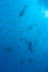 Scuba Divers and Pacific Sea Turtle, Galapagos Islands, Ecuador