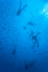 Scuba Divers and Pacific Sea Turtle, Galapagos Islands, Ecuador