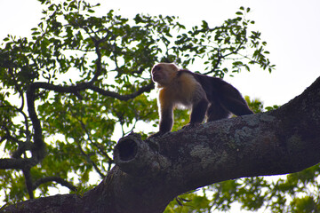 White-faced monkey