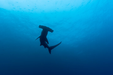 Hammerhead Shark, Galapagos Islands, Ecuador - obrazy, fototapety, plakaty