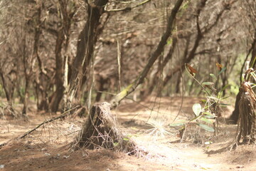 Cemara Sewu Beach is one of the famous tourist attractions in Yogyakarta City