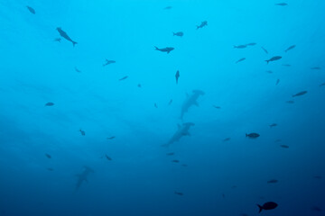 Obraz na płótnie Canvas Hammerhead Sharks, Galapagos Islands, Ecuador