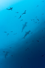 Obraz na płótnie Canvas Hammerhead Sharks, Galapagos Islands, Ecuador