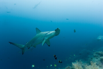 Hammerhead Sharks, Galapagos Islands, Ecuador