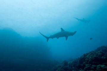 Hammerhead Sharks, Galapagos Islands, Ecuador