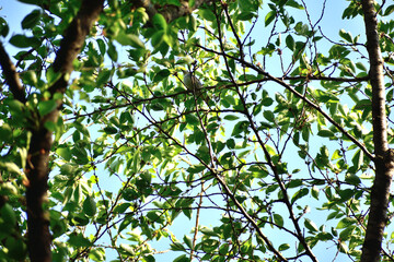 木に留まるコムクドリ