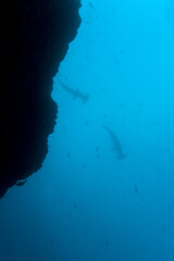 Fototapeta na wymiar Hammerhead Sharks, Galapagos Islands, Ecuador