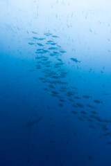 Fototapeta na wymiar School of Fish and Hammerhead Shark,Galapagos Islands, Ecuador
