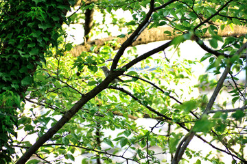 木に留まるコムクドリ幼鳥