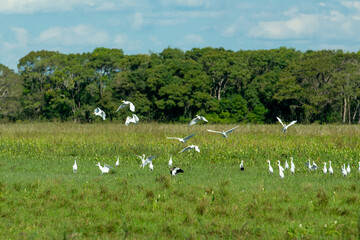 Obraz na płótnie Canvas Birds in the Mato Grosso wetland, Pocone, Mato Grosso, Brazil on June 14, 2015.