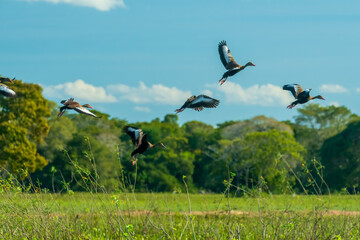 Birds in the Mato Grosso wetland, Pocone, Mato Grosso, Brazil on June 14, 2015.