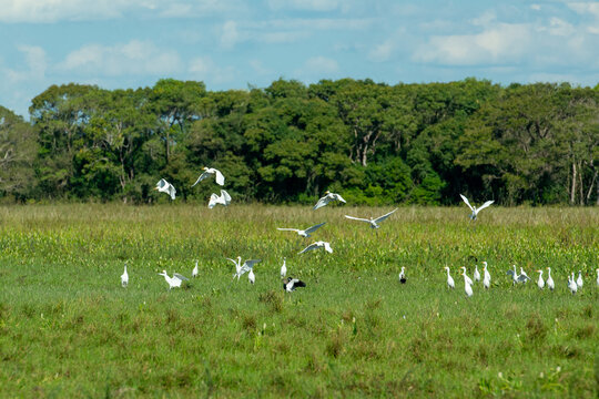 Birds in the Mato Grosso wetland, Pocone, Mato Grosso, Brazil on June 14, 2015.