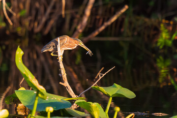Green Heron sitting on a tree branch with prey at sunset.Anhinga trail.Everglades National Park.Florida.USA