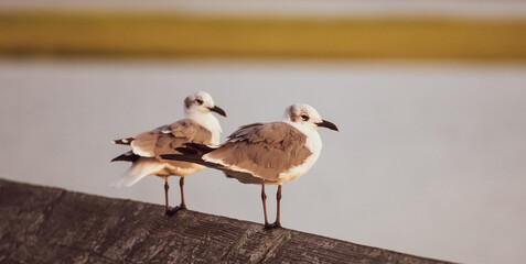 Seagull on the Pier