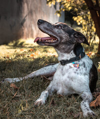 Happy dog