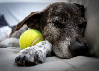 Sleeping dog