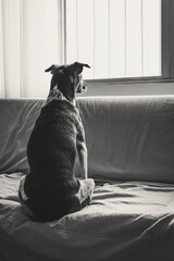 Thoughtful dog