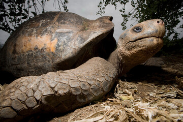 Obraz premium Giant Tortoise, Galapagos Islands, Ecuador