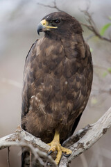 Galapagos Hawk, Galapagos Islands, Ecuador