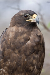 Galapagos Hawk, Galapagos Islands, Ecuador