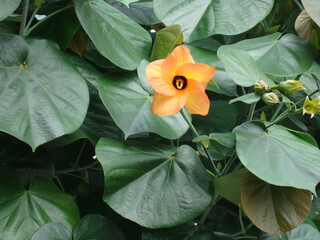 Flor de árbol 18