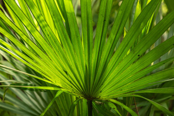 beautiful green natural palm tree in the rainforest