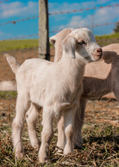 Obraz premium baby goat on the farm