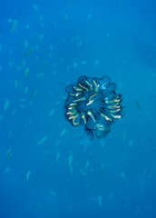 Fototapeta na wymiar Underwater Jellyfish, Galapagos Islands, Ecuador