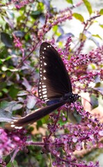 butterfly on flower