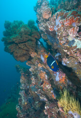 King Angelfish Underwater, Galapagos Islands, Ecuador