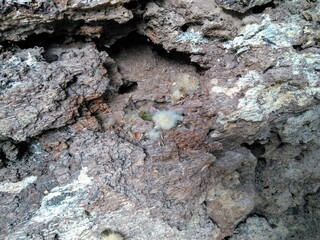 texture of a rotten trunk